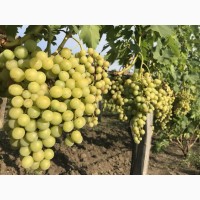 Распродажа столового винограда 15 сортов
