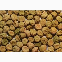 ООО НПП «Зарайские семена» закупает семена: горох посевной от 20 тонн