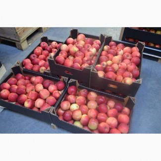 Реализуем оптовую продажу яблок Гала от сельхозпроизводителя