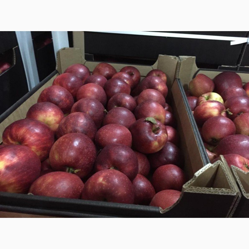 Фото 3. Поставка яблок из Республики Молдова в г. Москва и регионы