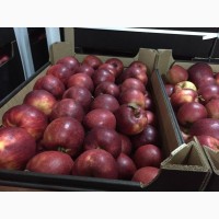 Поставка яблок из Республики Молдова в г. Москва и регионы