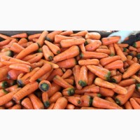 Продаю морковь оптом урожай 2018 г. в Киргизии