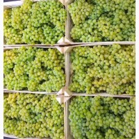 Виноград Зеленый