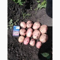 Картофель урожай 2020
