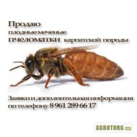 Пчеломатки карпатской породы, Ростовская область