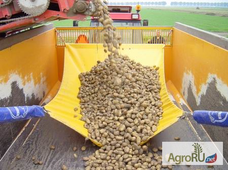 Фото 4. Стоп шок - собери бережно урожай картофеля