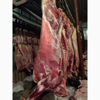 ООО сантакрин, предлагает говядину, бычки-мясных пород