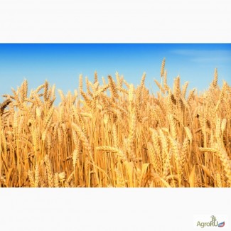 Продам пшеницу мягкую 3 класса