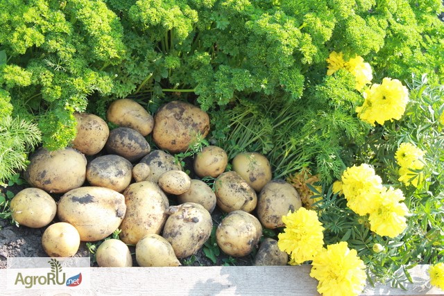 Фото 3. Картофель продовольственный от производителя