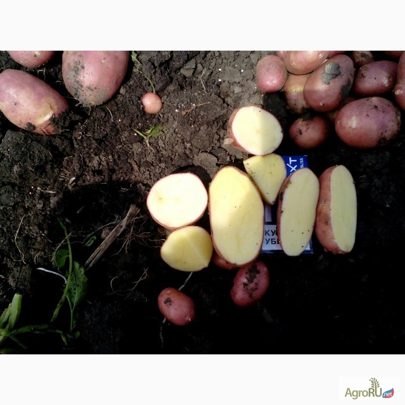Фото 3. Реализуем оптом: картофель, лук, капуста, свекла