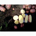 Реализуем оптом: картофель, лук, капуста, свекла