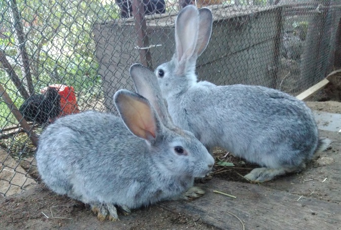 Фото 2. Кролики калифорния, шиншилы, НЗБ и помесные