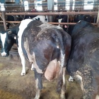 КРС (телки, коровы, быки) на забой 400-600 кг