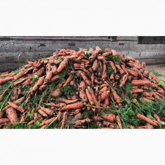 Морковь оптом, от ФХ 8р, урожай 2020 г