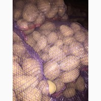 Продаем картофель оптом крупный желтый