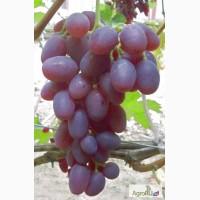 Саженцы и черенки винограда пермского края