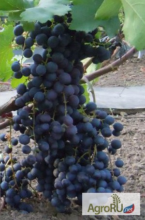 Фото 2. Саженцы и черенки винограда пермского края