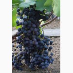 Саженцы и черенки винограда пермского края