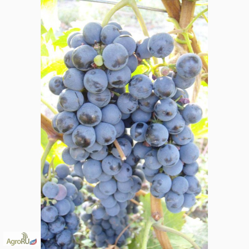 Фото 3. Саженцы и черенки винограда пермского края