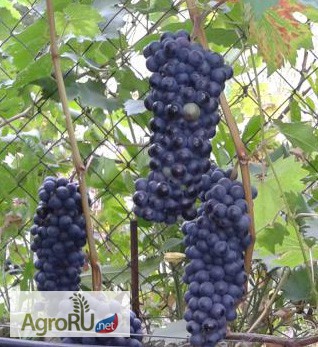 Фото 4. Саженцы и черенки винограда пермского края