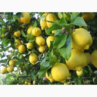 Лимоны свежие