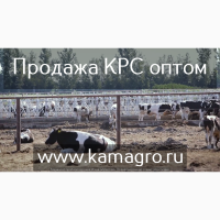 Продажа Купно Рогатого Скота - Племенные нетели Голштинской породы молочных пород