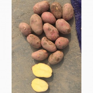 Продаём продовольственный картофель оптом от фермера
