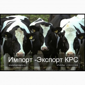 Продажа коров дойных, нетелей молочных пород в России