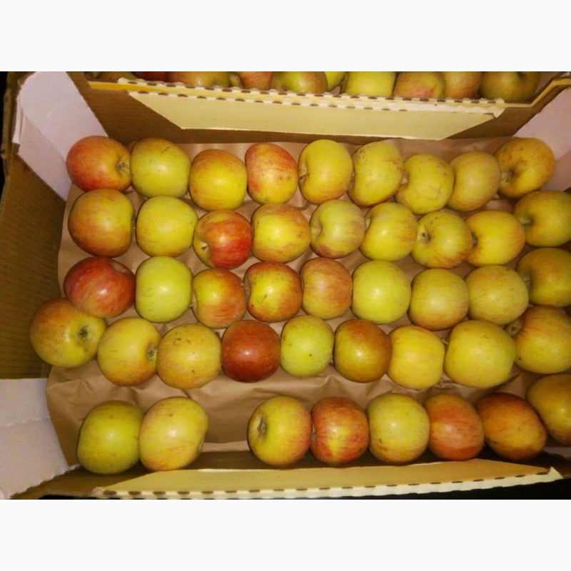 Фото 5. Яблоки Фуджи, сорт 1, калибр 75-80+. от 10 тонн. в картонном лотке 60х40, вес 13-15кг