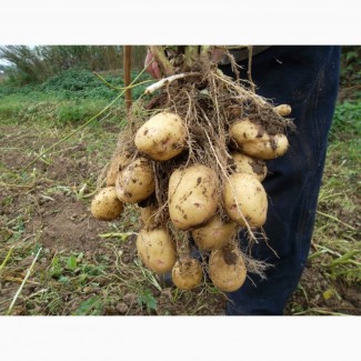 Семенной картофель в Воронеже в розницу