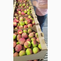 Яблоко Женева оптом от производителя