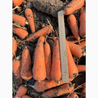 Свежая чистая морковь в Москве