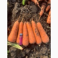 Свежая чистая морковь в Москве