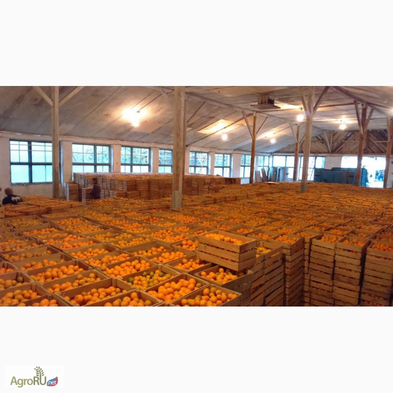 Фото 2. Продаем мандарины Оптом из Абхазии 2014 года