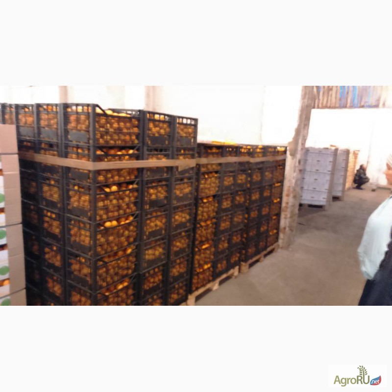 Фото 3. Продаем мандарины Оптом из Абхазии 2014 года