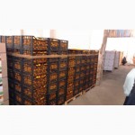 Продаем мандарины Оптом из Абхазии 2014 года