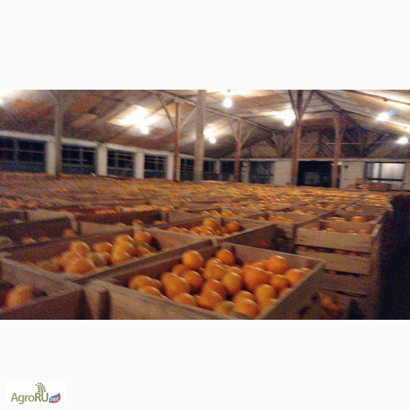 Фото 4. Продаем мандарины Оптом из Абхазии 2014 года