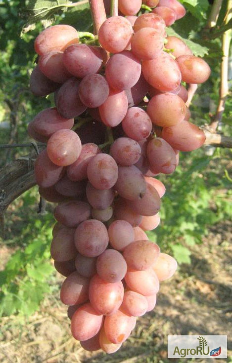Фото 2. Саженцы и черенки винограда прикаспийские устойчивые
