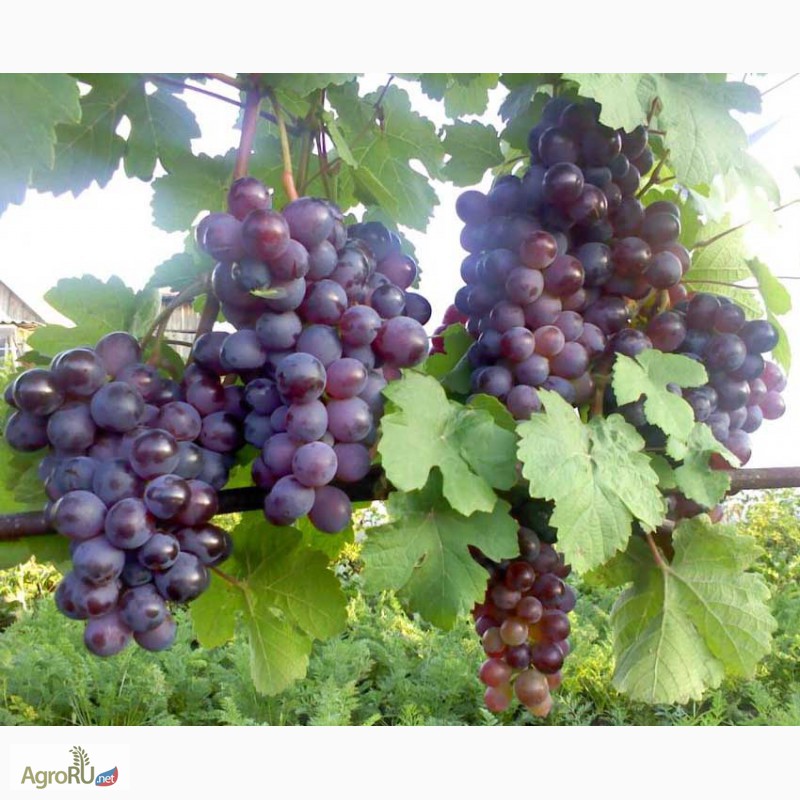 Фото 3. Саженцы и черенки винограда прикаспийские устойчивые