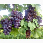 Саженцы и черенки винограда прикаспийские устойчивые