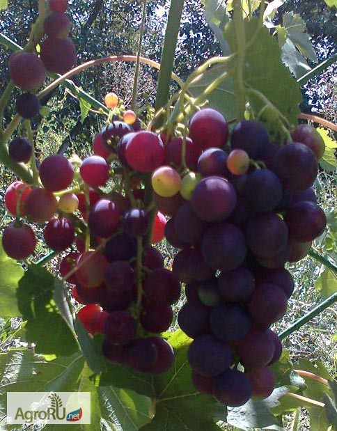 Фото 4. Саженцы и черенки винограда прикаспийские устойчивые