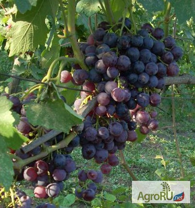 Фото 5. Саженцы и черенки винограда прикаспийские устойчивые