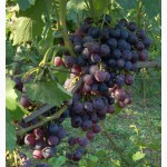 Саженцы и черенки винограда прикаспийские устойчивые