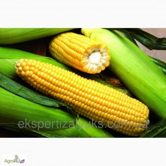 Гибриды семена кукурузы Пионер (Пионер, Pioneer)