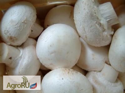 Фото 2. Зерновой мицелий грибов для выращивания дома и на даче