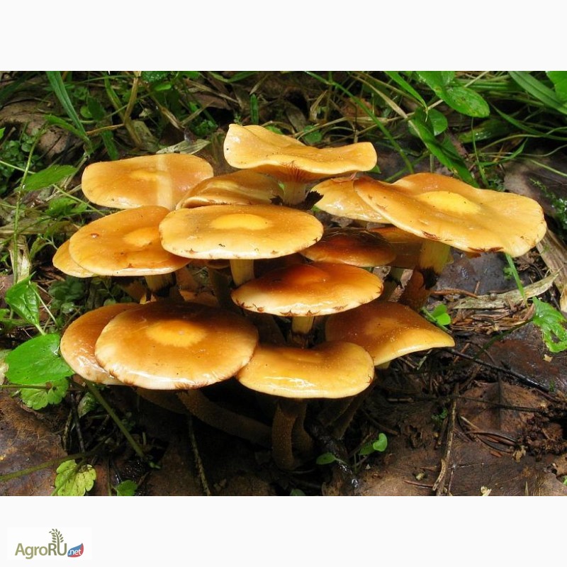 Фото 3. Зерновой мицелий грибов для выращивания дома и на даче
