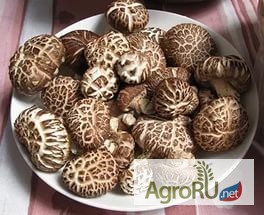 Фото 4. Зерновой мицелий грибов для выращивания дома и на даче