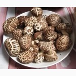 Зерновой мицелий грибов для выращивания дома и на даче
