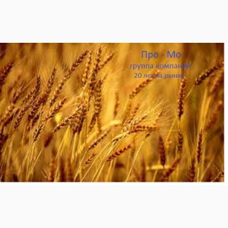Семена озимых и горох: пшеница, ячмень, тритикале