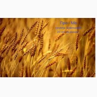 Семена озимых и горох: пшеница, ячмень, тритикале